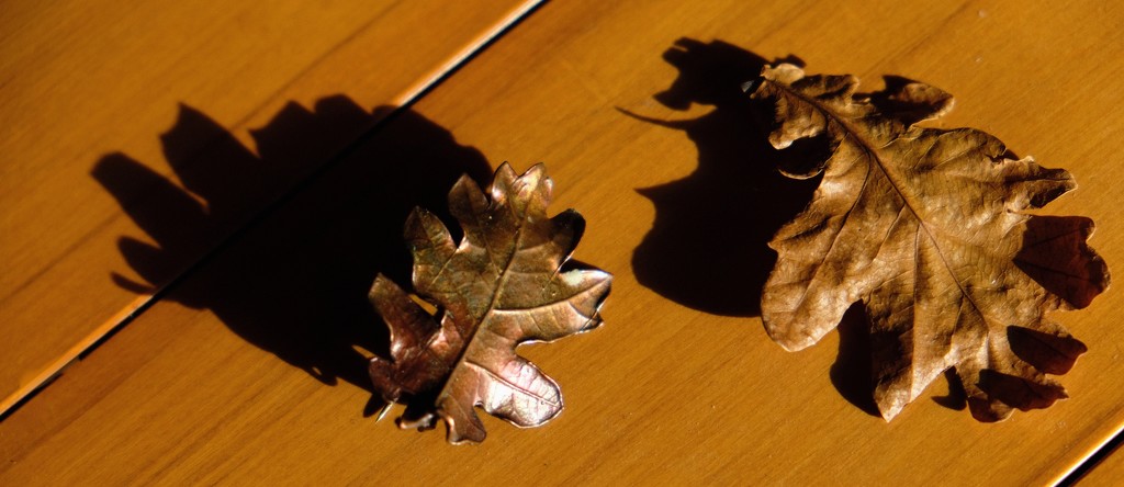 Autumn Leaf by maggiemae