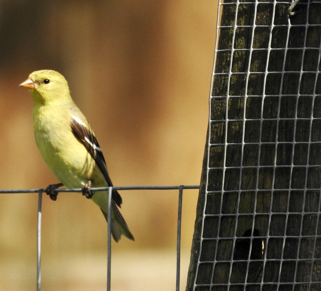 Finch and fence by amyk