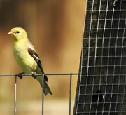 16th May 2019 - Finch and fence