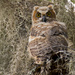 Today Was Owl Day, GHO Baby 2 by rickster549