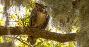 16th May 2019 - Today Was Owl Day, Great Horned Owl Mom!