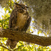 Today Was Owl Day, Great Horned Owl Mom! by rickster549