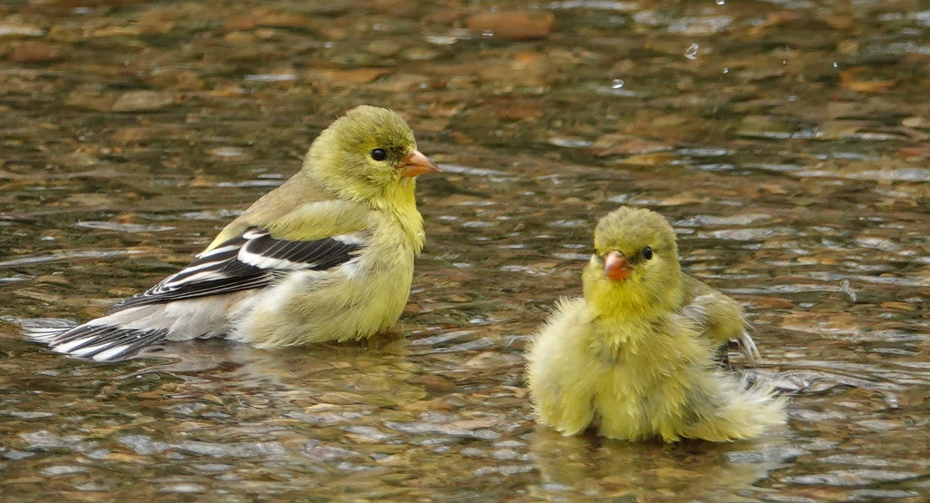 Goldfinches Bathing by annepann