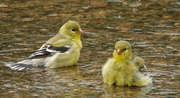17th May 2019 - Goldfinches Bathing