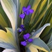 Violets in the Iris leaves by sandlily
