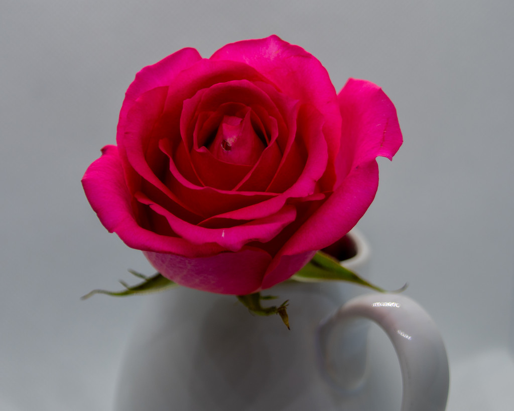 Rose by nicoleweg