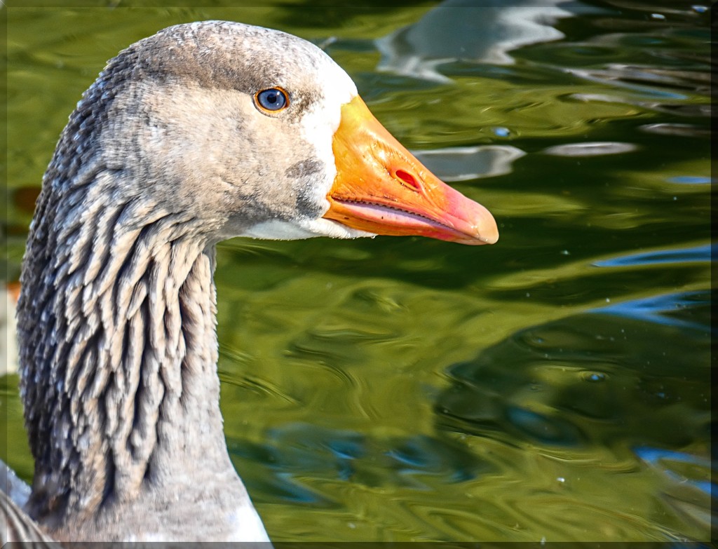 A blue eyed Goose by ludwigsdiana