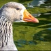 A blue eyed Goose by ludwigsdiana