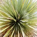 Yucca Plant by harbie