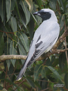 16th May 2019 - black-faced cuckoo shrike
