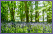 17th May 2019 - Bluebell Wood