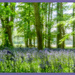 Bluebell Wood by carolmw
