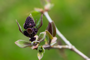 16th May 2019 - Lilac buds