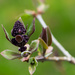 Lilac buds by novab