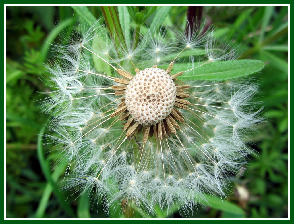 A Seedhead from a Dandelion plant. by grace55