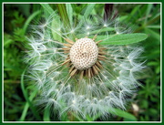 17th May 2019 - A Seedhead from a Dandelion plant.