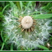 A Seedhead from a Dandelion plant. by grace55