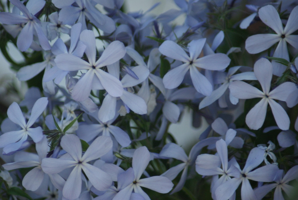 Phlox by 365projectmaxine