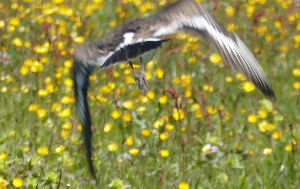 bird flying over the buttercups by marijbar