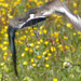bird flying over the buttercups by marijbar