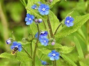 7th May 2019 - Bee on Pretty Blue Flowers