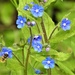 Bee on Pretty Blue Flowers by susiemc