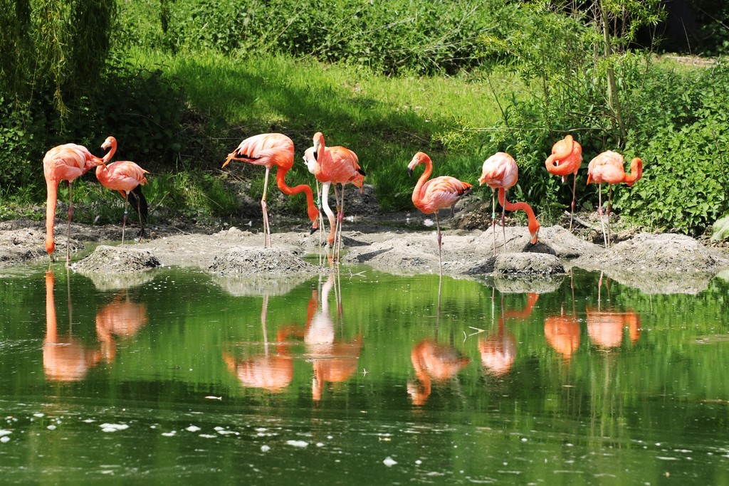  Flamingo Friday by bizziebeeme