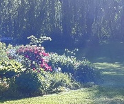 17th May 2019 - Filtering sunlight across the garden 
