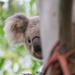 half a Krissy peeking by koalagardens