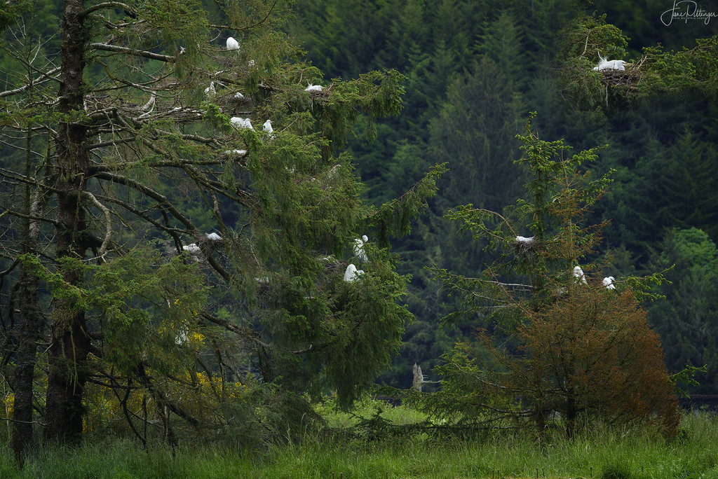 Whte Egrets Nesting by jgpittenger