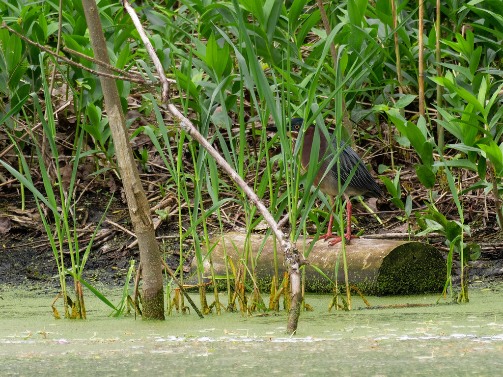 green heron log landscape by rminer