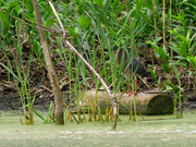 17th May 2019 - green heron log landscape