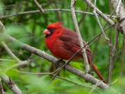 17th May 2019 - northern cardinal