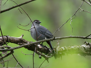 17th May 2019 - gray catbird on a branch
