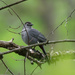 gray catbird on a branch by rminer
