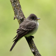 7th May 2019 - eastern phoebe 