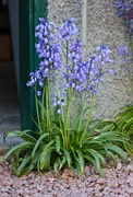 17th May 2019 - Shabby Chic Bluebells