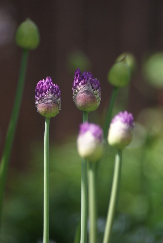 Alliums by 365projectmaxine