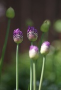 17th May 2019 - Alliums