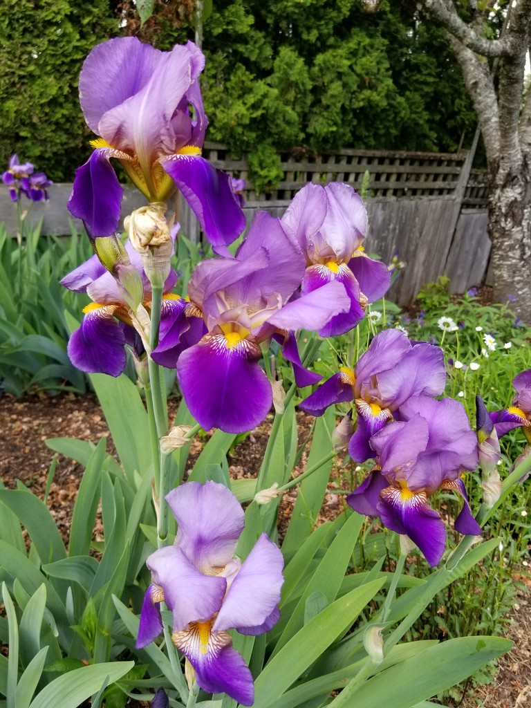Iris in Bloom by kimmer50