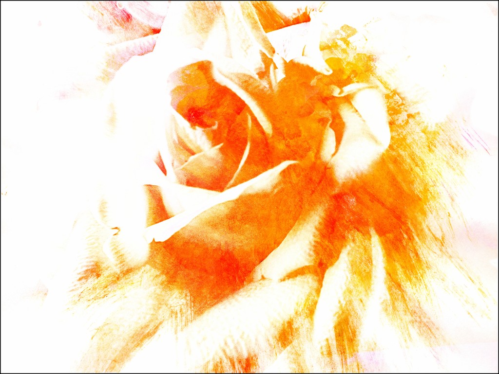 Dreamy Yellow Rose by olivetreeann