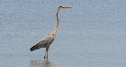 17th May 2019 - Blue Heron Watching the Fishermen!