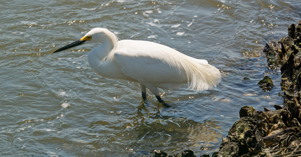 Snowy Egret Standing in the Spillway! by rickster549