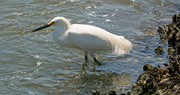 17th May 2019 - Snowy Egret Standing in the Spillway!