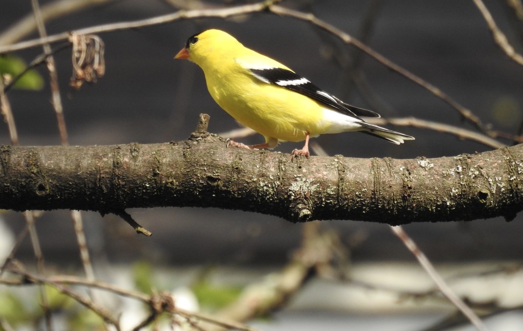 Finch on a branch  by amyk