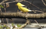 17th May 2019 - Finch on a branch 