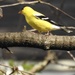 Finch on a branch  by amyk