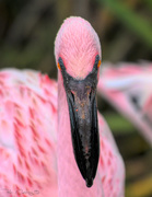 17th Apr 2019 - Flamingo Friday '19 13
