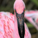 Flamingo Friday '19 13 by stray_shooter
