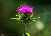 17th May 2019 - Morning Respite ~ Wild Thistle 